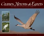 Cranes, Herons & Egrets
