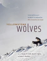 Yellowstone Wolves