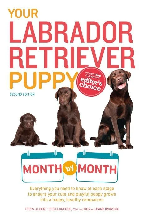 Your Labrador Retriever Puppy Month by Month