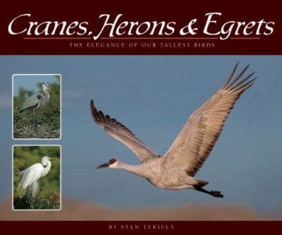 Cranes, Herons & Egrets