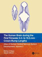 The Human Brain During the First Trimester 6.3- to 10.5-Mm Crown-Rump Lengths