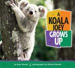 A Koala Joey Grows Up